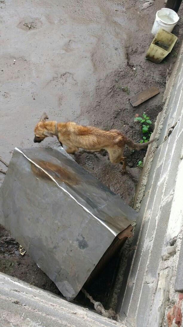 Sari, la perrita maltratada y que fue rescatada por Patitas de Perro y está en adopción para buscarle un hogar. (Patitas de Perro)