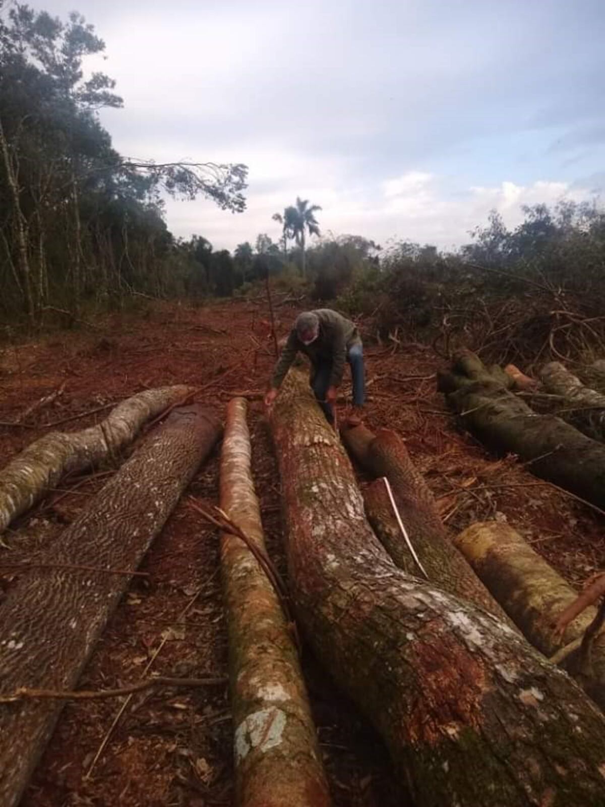 Agentes de control frenaron un desmonte ilegal en Puerto Esperanza
