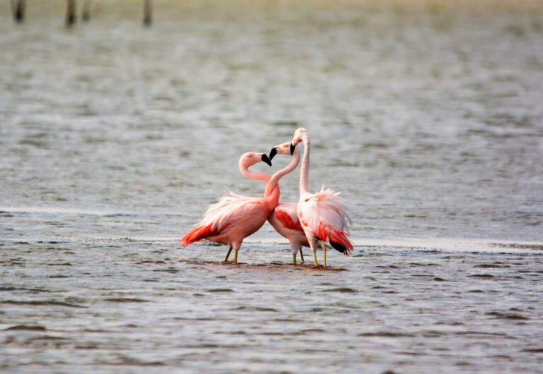 Flamencos en Miramar de Ansenuza