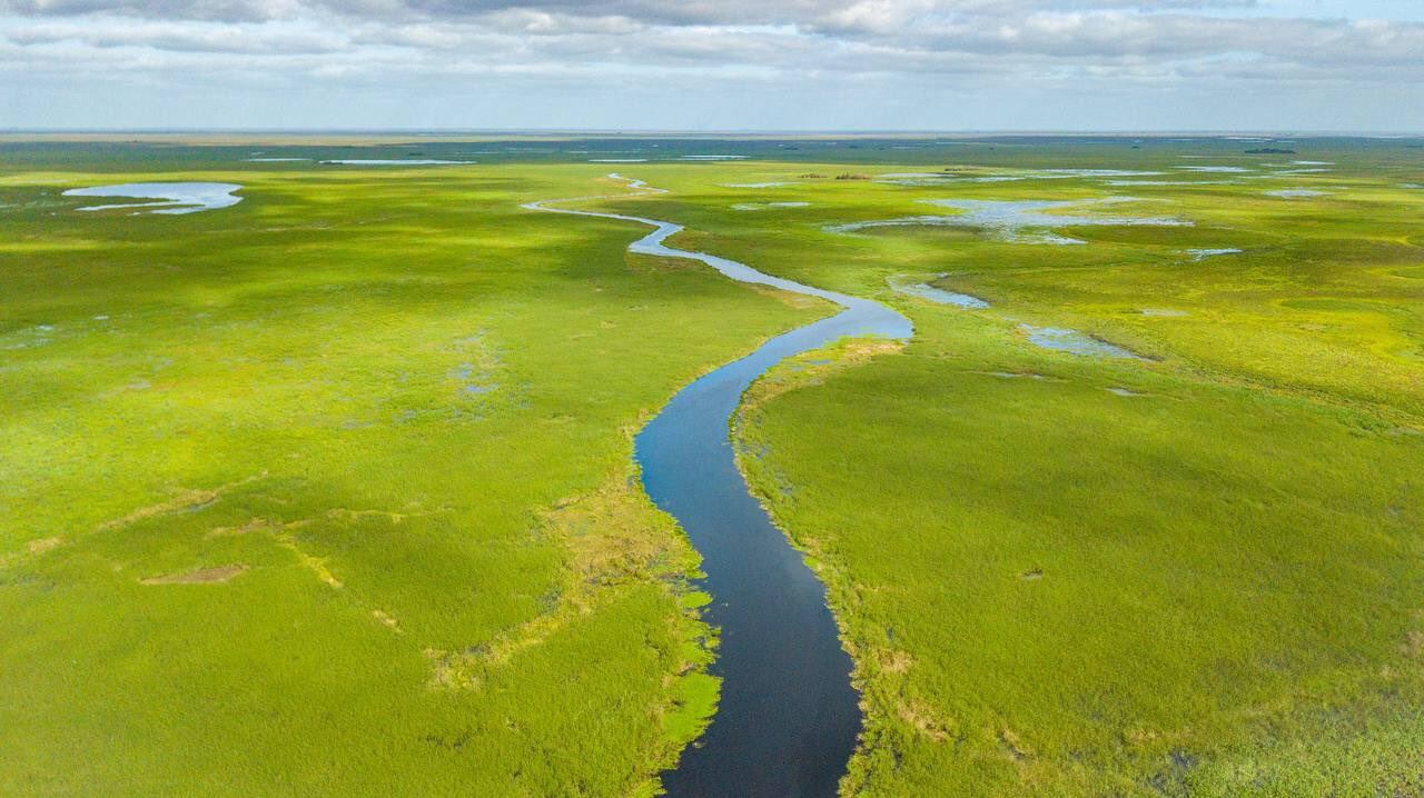 Renace la vegetación de los Esteros del Iberá.