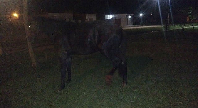 San Francisco y caballo herido.