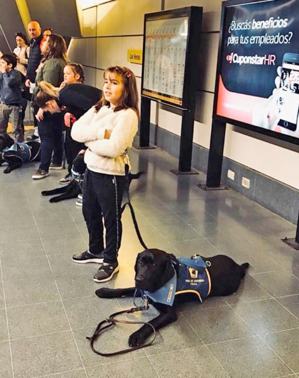 El perro está adiestrado es parte de la terapia de la pequeña