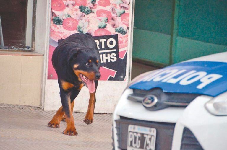 El Rottwailer se paseaba por el centro.