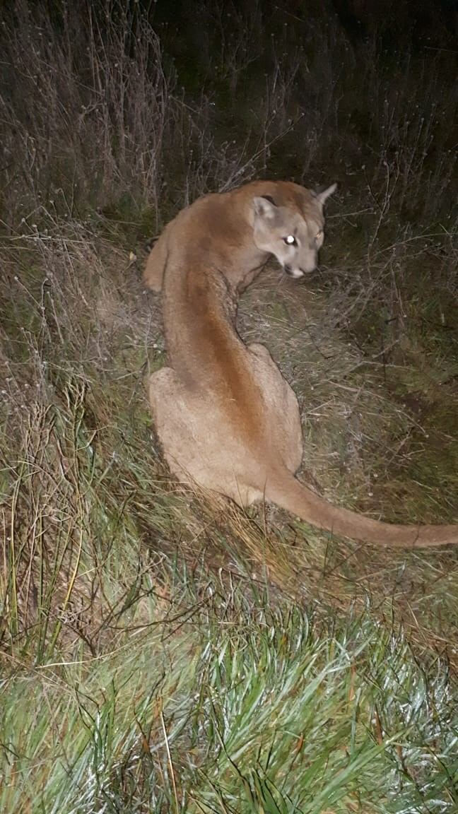 El puma fue devuelto a su hábitat natural