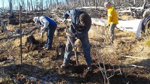 Reforetación en Tierra del Fuego