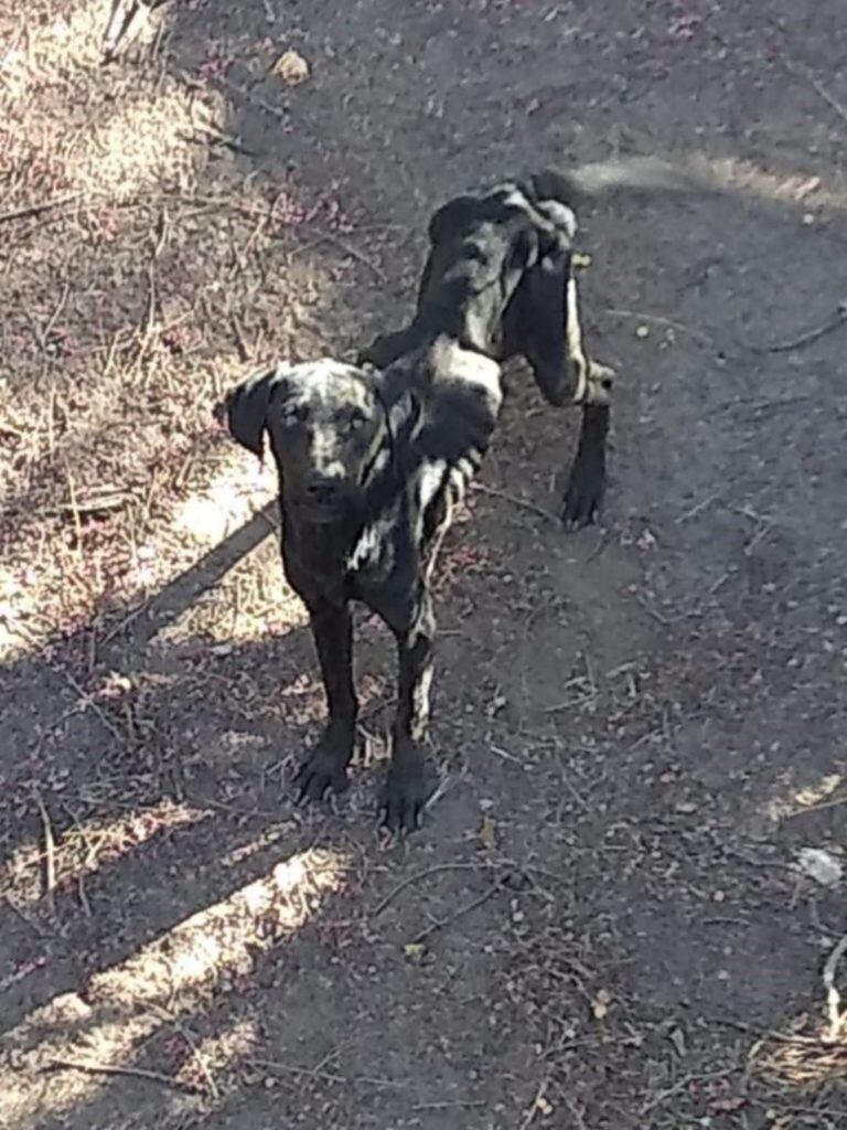 Así estaban los perros rescatados en San Luis.