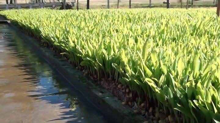 Una productora chaqueña dejó la oficina y se dedicó a manejar la empresa familiar