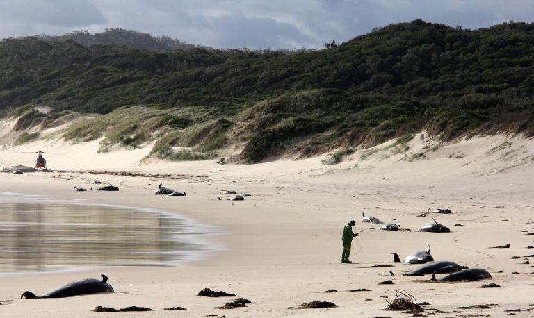 (Photo by Handout / PARKS VICTORIA / AFP) /