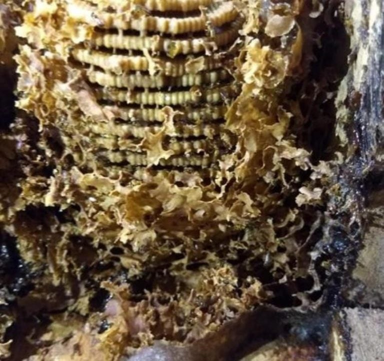 Meliponicultura y de las Abejas Nativas