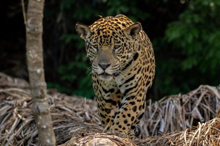 Inédito: cruzarán a dos yaguaretés para salvar la especie en extinción