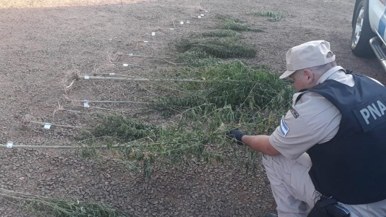 Marihuana en San Ignacio.