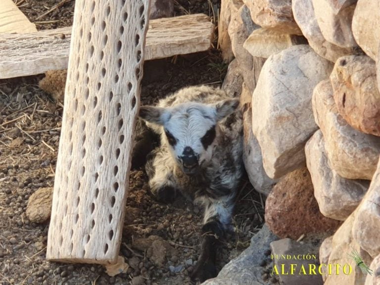 Los artesanos de Alfarcito continúan su labor (Facebook Fundación Alfarcito)