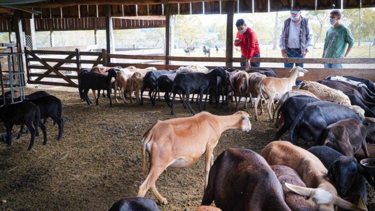 Producción de pequeños animales en Fachinal, dentro del Departamento Capital de Misiones.