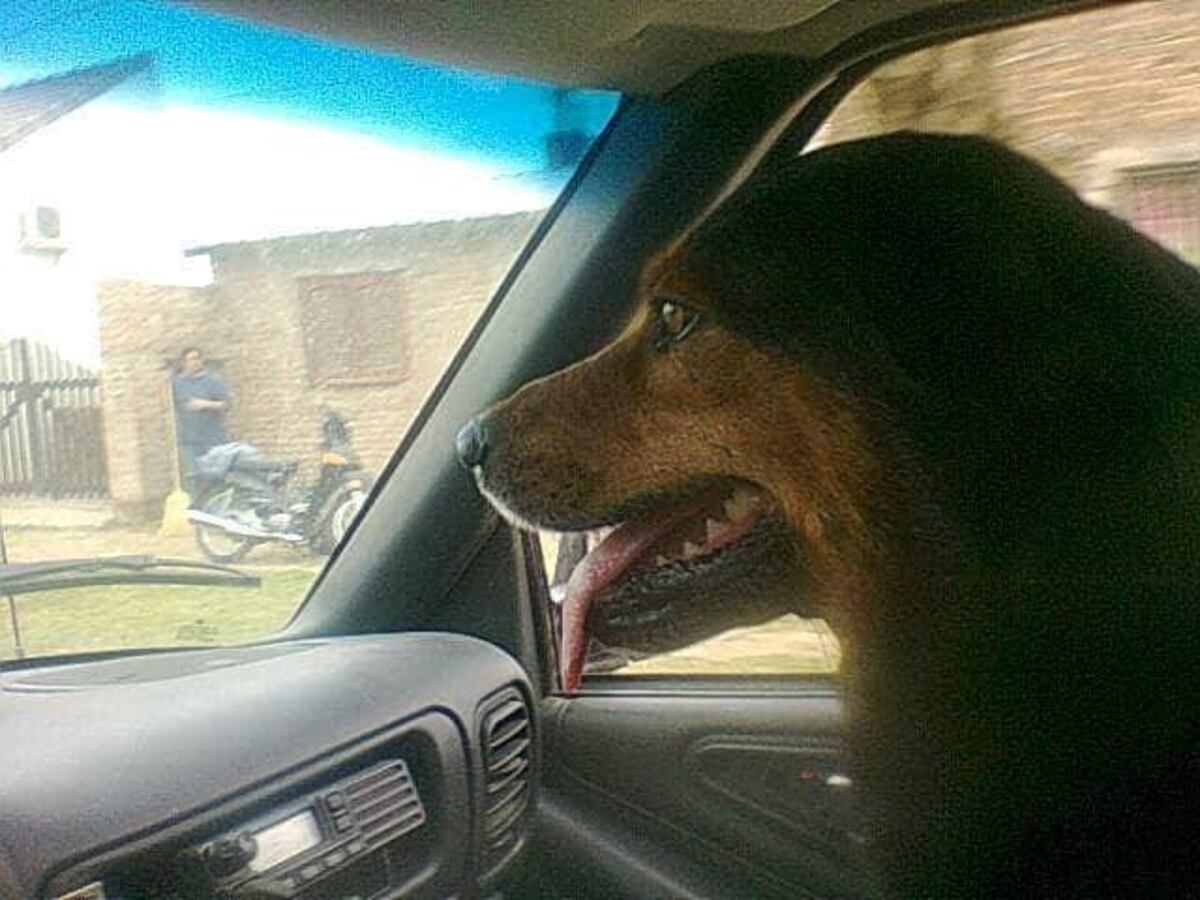 ¿Llegará? el tierno deseo del dueño de Rocko, el perro que se hizo famoso en Santa Fe