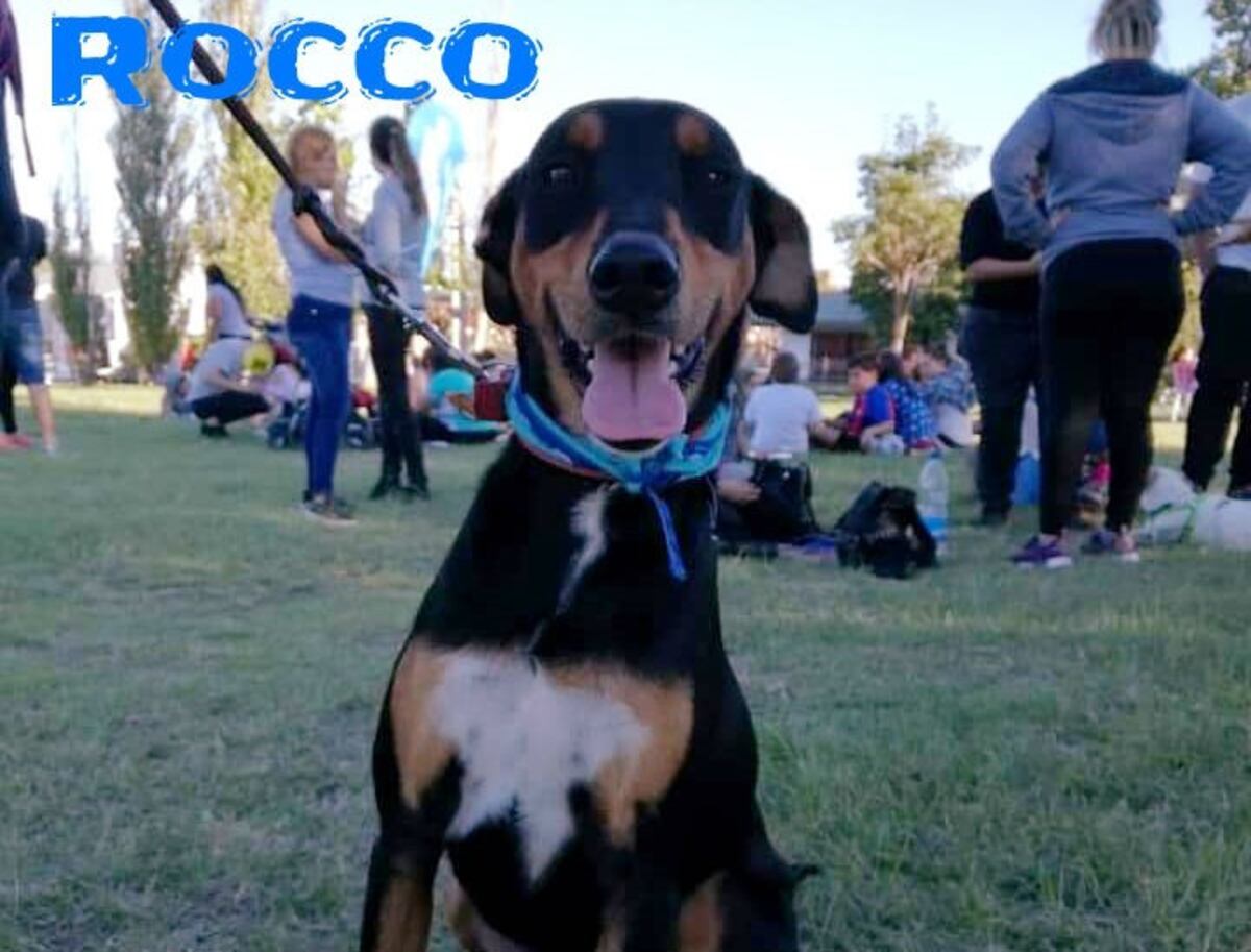 Adopción responsable de mascotas: todo lo que hay que saber