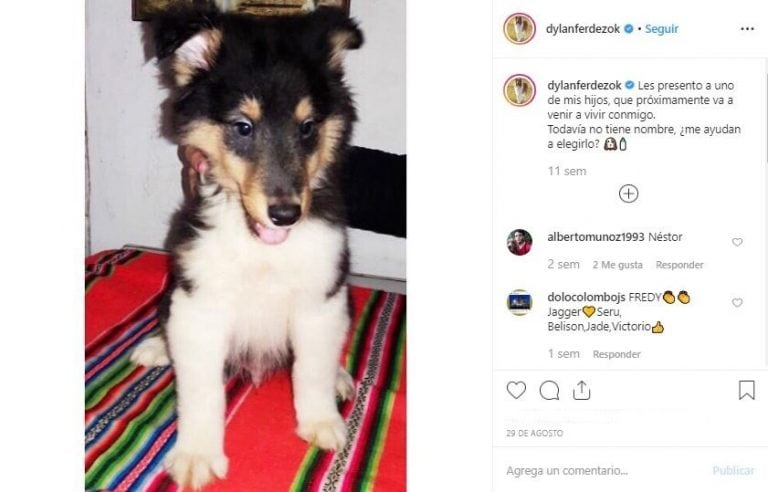 Prócer, el hijo de Dylan perro de Alberto Fernández (@dylanferdezok)