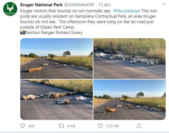 El parque publicó las fotos. (Twitter/@SANParksKNP)