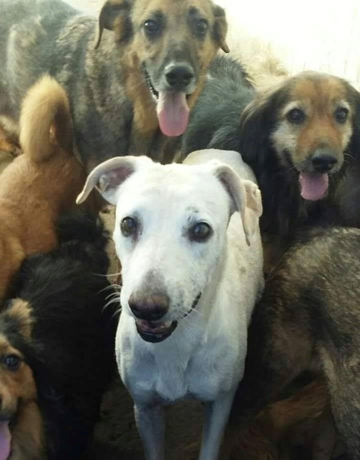 Los perritos del Santuario Los Caleritos necesitan ayuda para seguir alimentándose.