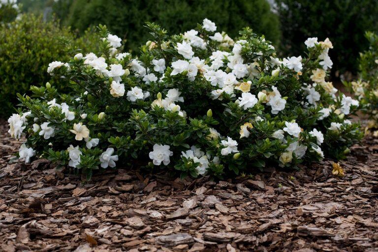 Gardenia radicans