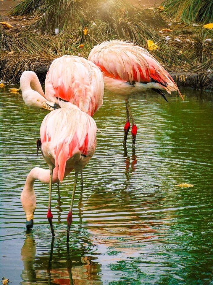 Flamencos en el Bioparque La Máxima. (Facebook Bioparque La Máxima)