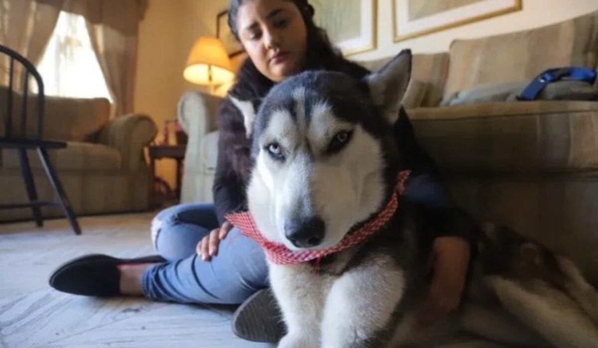 Murió el perro que vendía cupcakes para pagar su tratamiento contra el cáncer