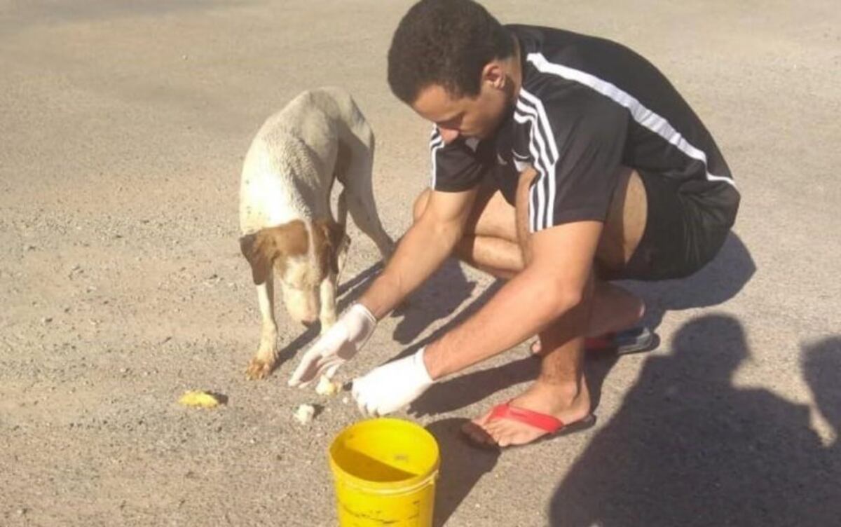 Le practicó RCP a un perro envenenado y le salvó la vida