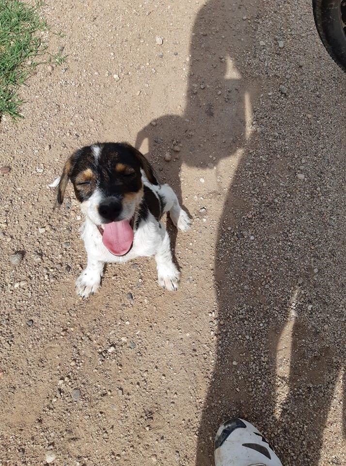 La perrita rescatada por el ciclista de Bell Ville.