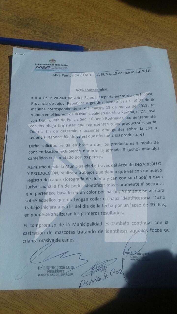 Jujuy: una jauría de perros mató 200 llamas y los criadores quieren venganza.