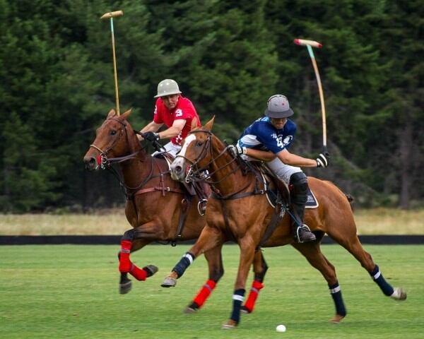 Los caballos pura sangre se utilizan en polo y salto (Web)