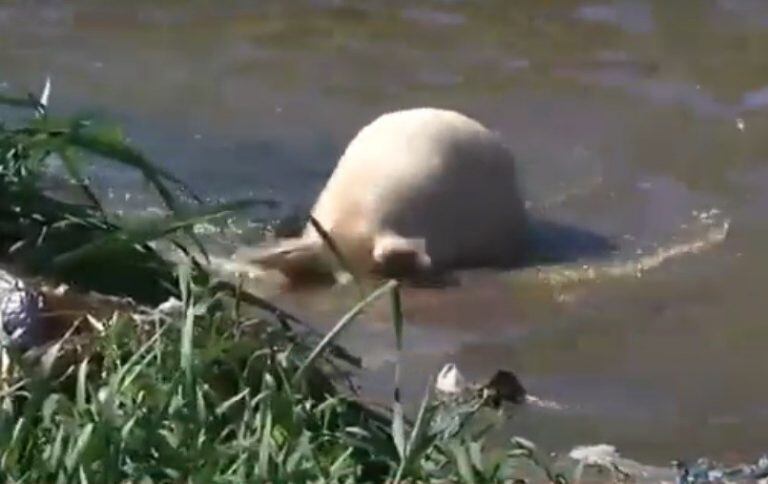 El chancho apareció tras una abrupta crecida del causal del arroyo Ludueña. (Captura de pantalla)