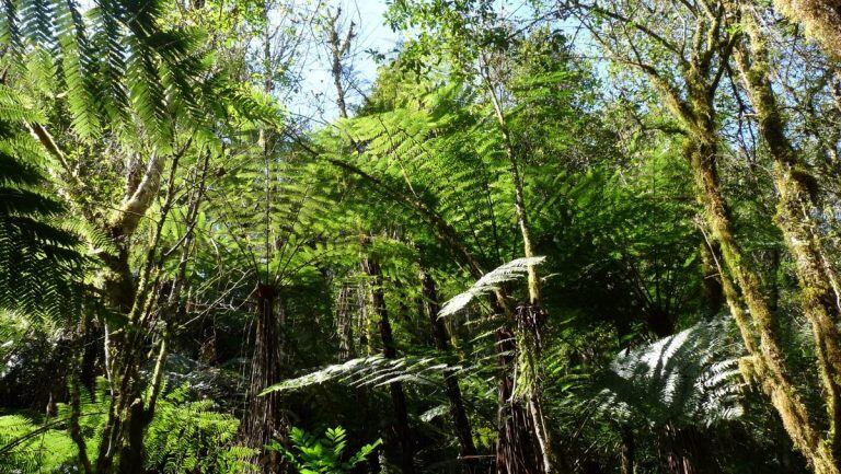 Helechos gigantes en el Parque Nacional Baritú.