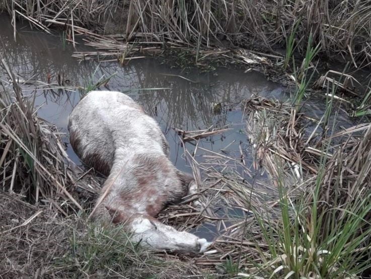 Rescatan más de 400 caballos desnutridos y maltratados en un campo de Ezeiza (Ministerio de Seguridad de la Provincia)