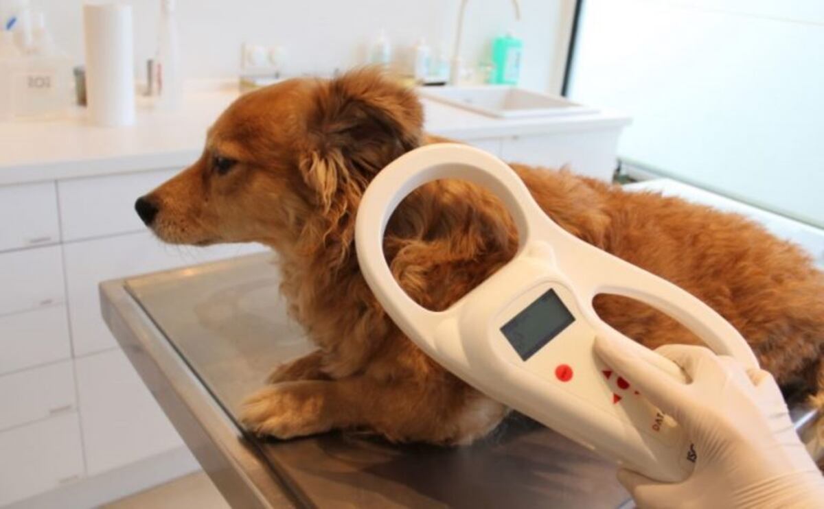 En San Luis quieren identificar a los perros con chips