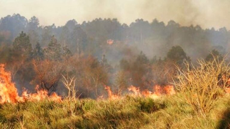 Incendio forestal amenazó al Parque Pronvicial Teyú Cuaré