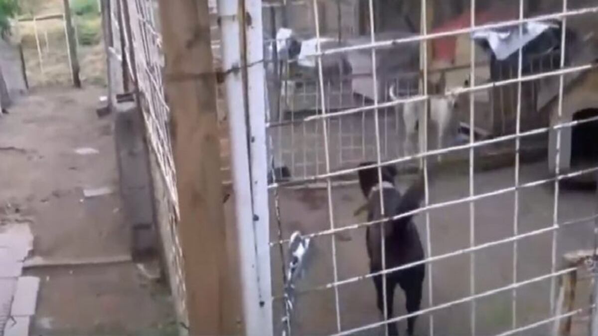 Proteccionistas protestaron para que no cierren un centro de recuperación de animales en Córdoba