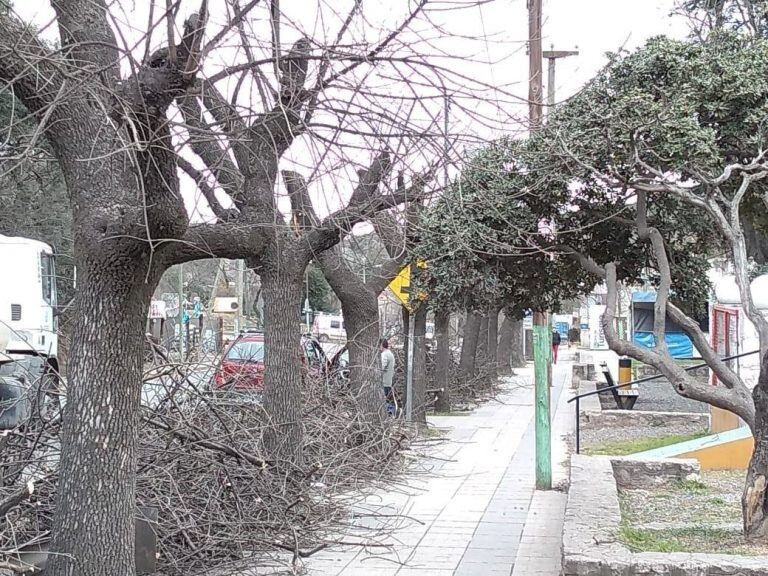 Poda de árboles en Salsipuedes.