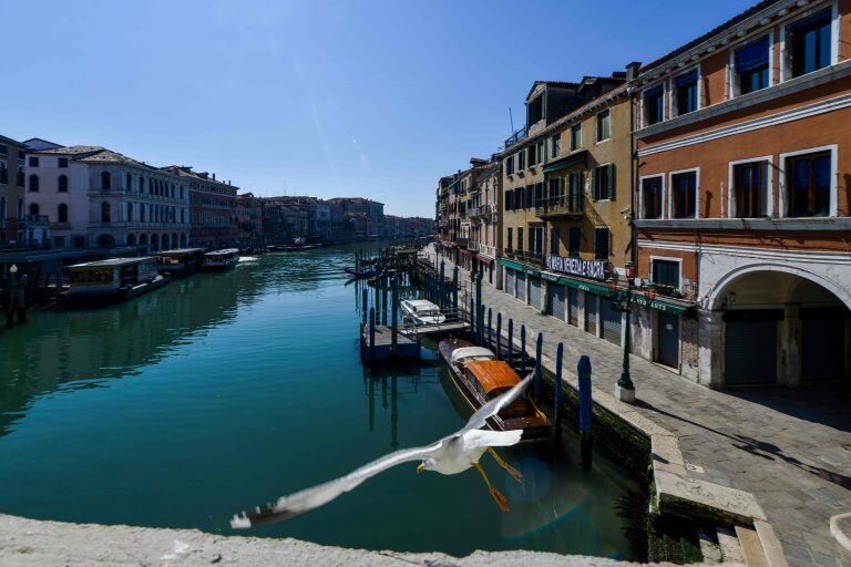 El agua de los canales de Venecia se volvió cristalina y se llenó de peces, patos y cisnes. (Foto: Andrea Pattaro/AFP)