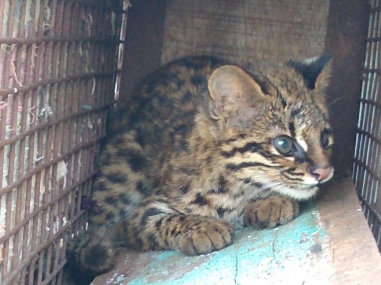 Gato Tirica, en San Vicente, anes de ser devuelto a la selva.