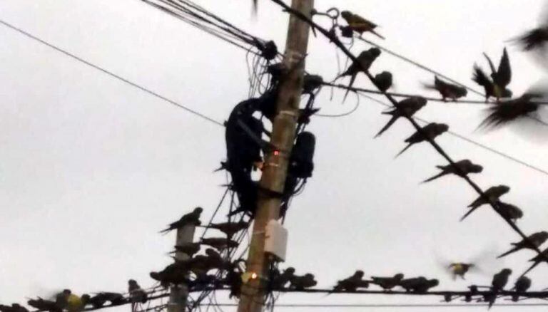 Loros invaden el sur bonaerense.