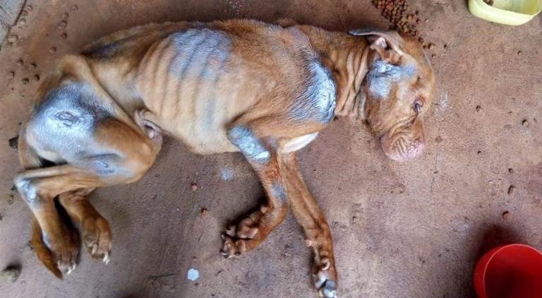 "Papo", el perro abandonado durante cinco meses sin agua o comida.