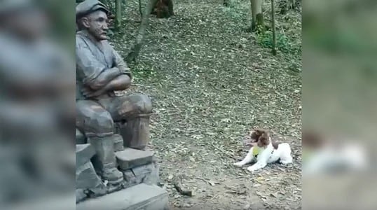 Confundió a su dueño fallecido con una estatua y su reacción conmovió a todos en internet (Foto: Captura de video)