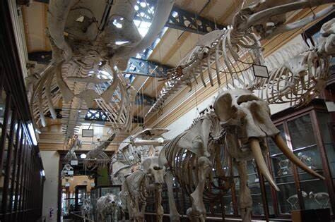 Museo de Ciencias Naturales de La Plata.