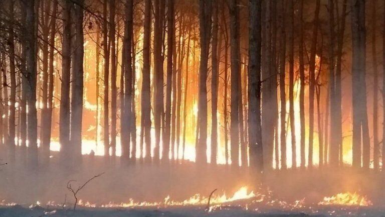 Incendio de pinares de Alpa Corral