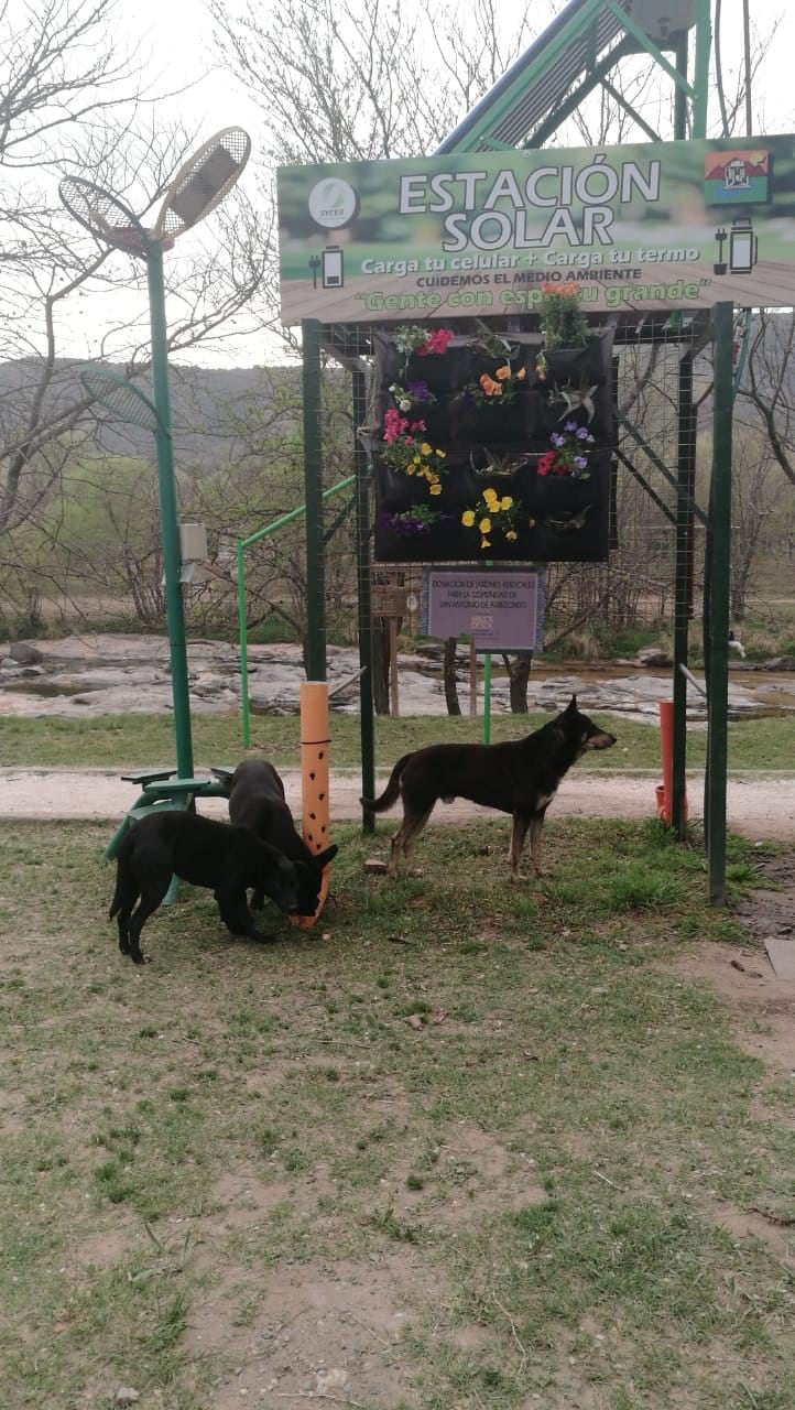 Los perros de la zona disfrutan de los comederos.