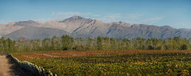 Viñedos de Terrazas de los Andes