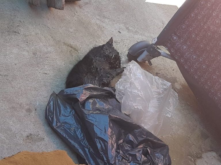 Matan perros y gatos con comida envenenada