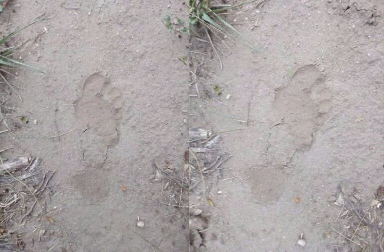 Las huellas encontradas del supuesto gorila apodado "Quineti".