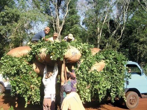 Tareferos cargan sobre un camión la yerba mate recién cosechada en una chacra de Misiones. (MisionesOnline)