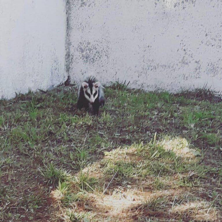 Animales en plena calle por la falta de gente. (TN)