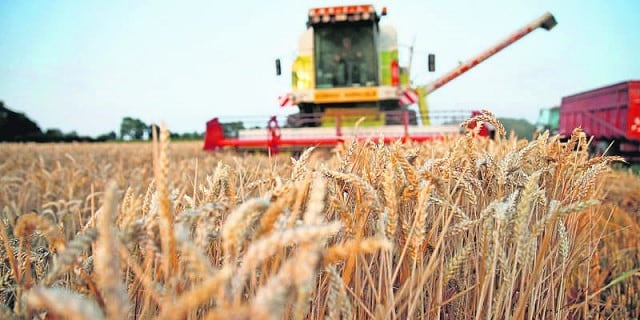 Producción Argentina de trigo